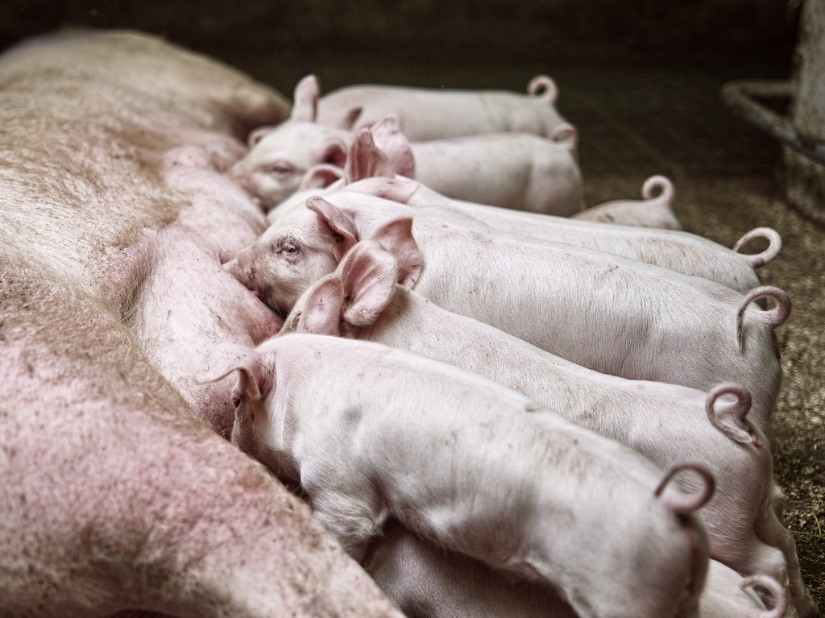 Balanced breeding works: Every extra piglet born is also weaned