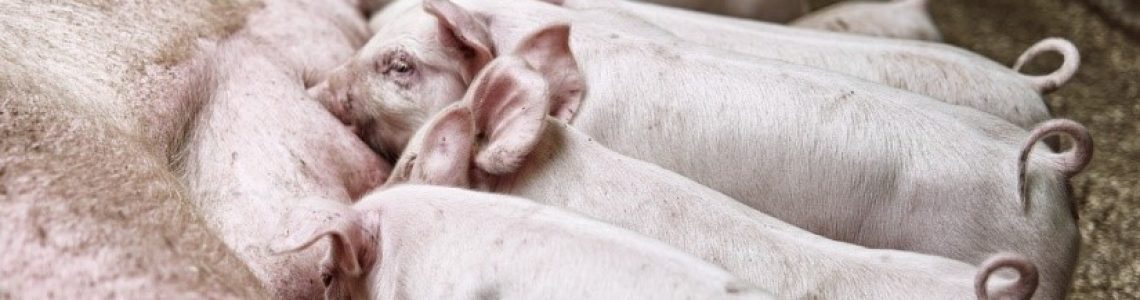 Topigs Norsvin progress in pigs